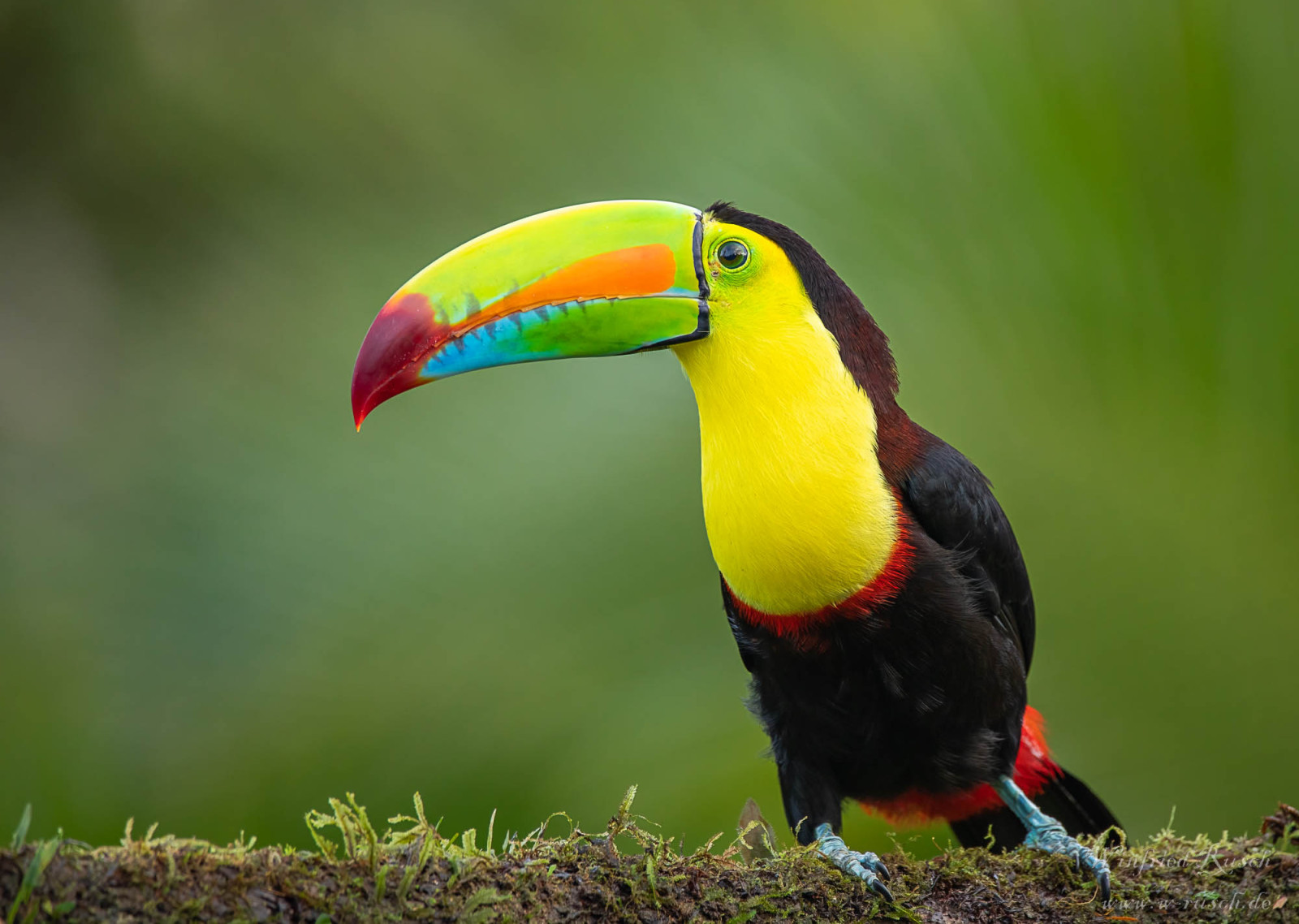 Keel billed Toucan Ramphastos Sulfuratus Birdingplaces